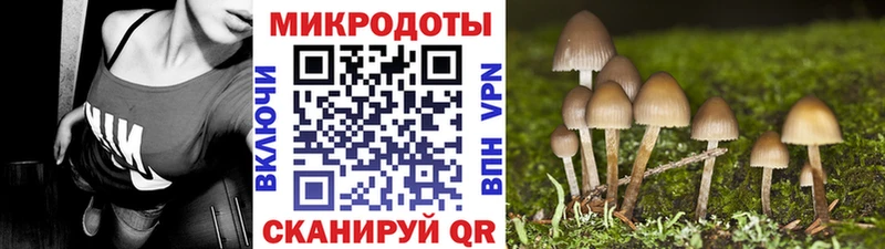 закладки  Обоянь  Псилоцибиновые грибы Psilocybine cubensis 